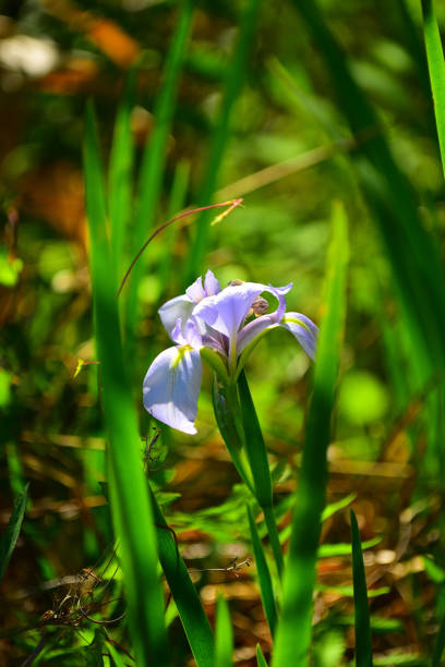 Baby blue and yellow colors on Blue Flag iris growing at the edge of a Cypress swamp. Photo taken at Picayune Strand state forest in southwest Florida. Nikon D750 with Nikon 200mm macro lens