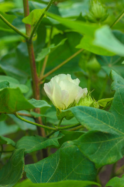 istock Row of growing Cotton field in India. 1164093200