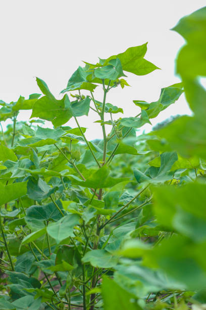 istock Row of growing Cotton field in India. 1164093202