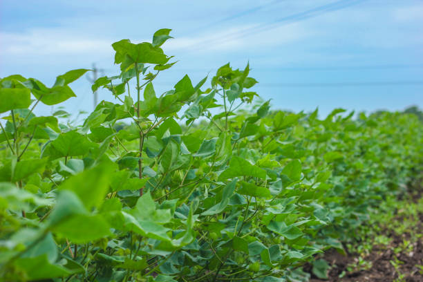 istock Row of growing Cotton field in India. 1164093205
