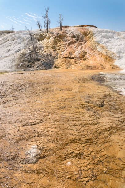 istock thermal springs and limestone formations at mammoth hot springs in Wyoming 1164094530