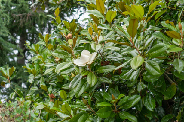 istock Magnolia flower on a tree with green foliage 1164097081