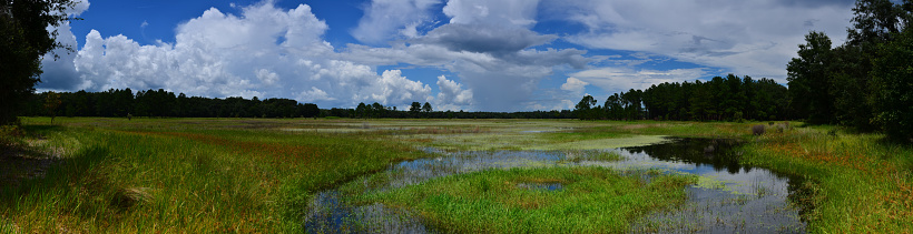 Panoramic view of summer weather over expansive wetland.  A circular low spot in the foreground reflects pine trees and clouds, while rain pours down out of one of the storm clouds on the horizon. Photo taken at the Watermelon Pond tract of Goethe state forest in central Florida. Nikon D7000 with Nikon 28-80 zoom lens.
