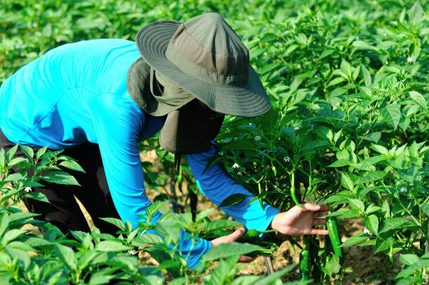 istock Farmer picking green pepper at vegetable garden 1164098585