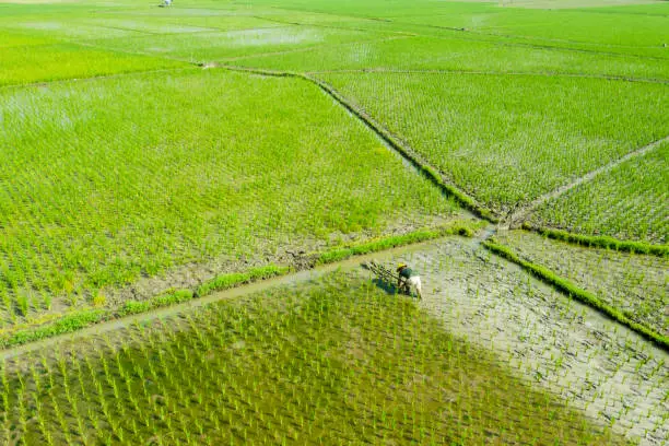 Bali - Indonesia. April 05, 2019: Aerial view of Asian farmer harrowing rice paddy fields in Bali, Indonesia