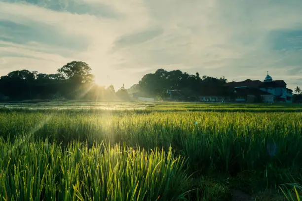 Beautiful scenery of rice paddy field with dew drops at sunrise time