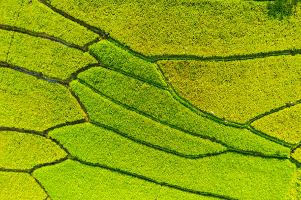 istock Beautiful rice field terraces with green paddy 1164099275