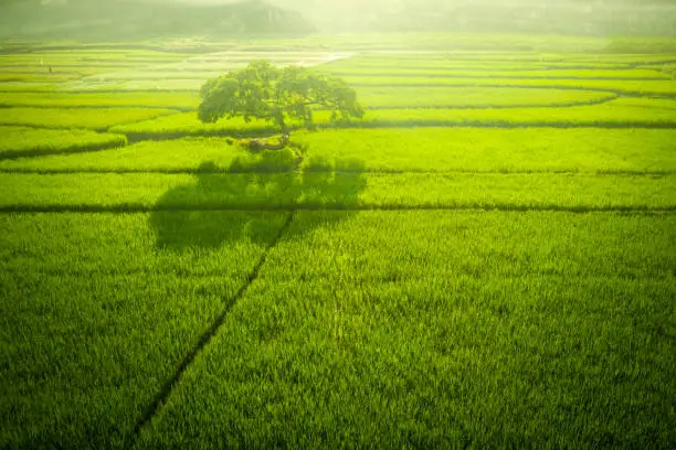Aerial view of big tree in the green rice field at morning time in Bali, Indonesia