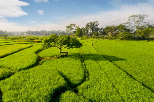 Aerial view of green rice field with a big tree under blue sky in Bali, Indonesia
