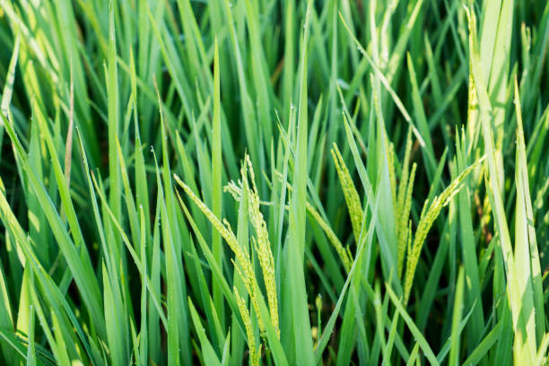 istock Organic paddy in the farmland 1164099377