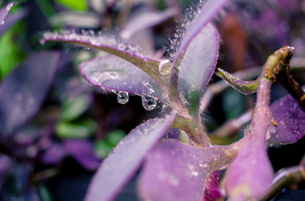 Drops of water on flowers after rain