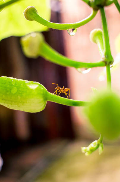 istock Ants on the flowers after rain 1164100805