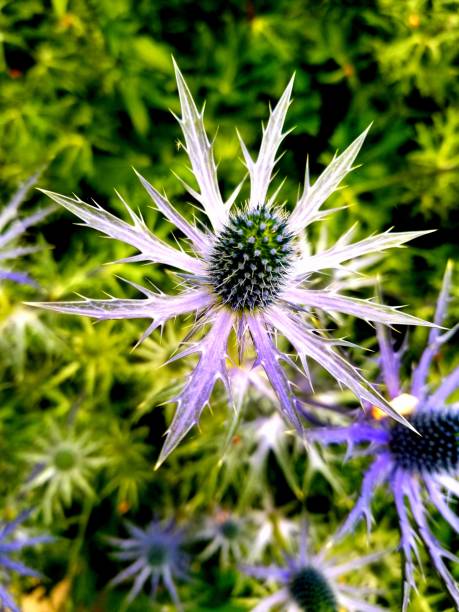 istock Flowers of the Pacific Northwest 1164104438