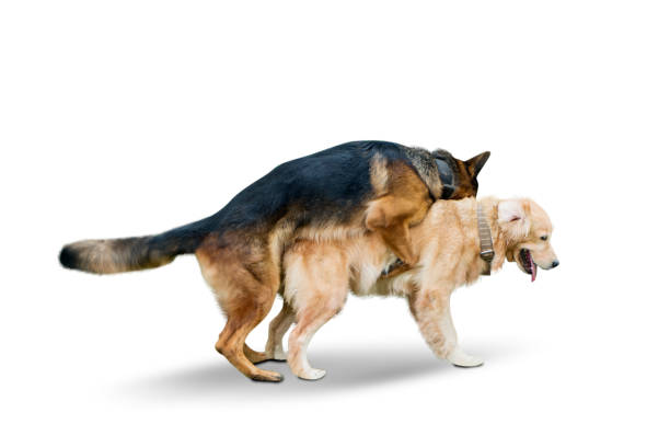 istock German Shepherd dog mating with Retriever dog 1164104709
