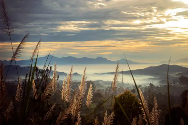 Dried stalk of reed grass with misty mountain peak at dusk time