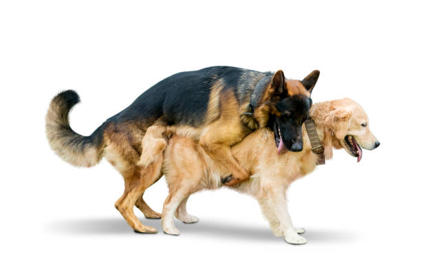 istock Shepherd dog making love with Retriever dog 1164104799