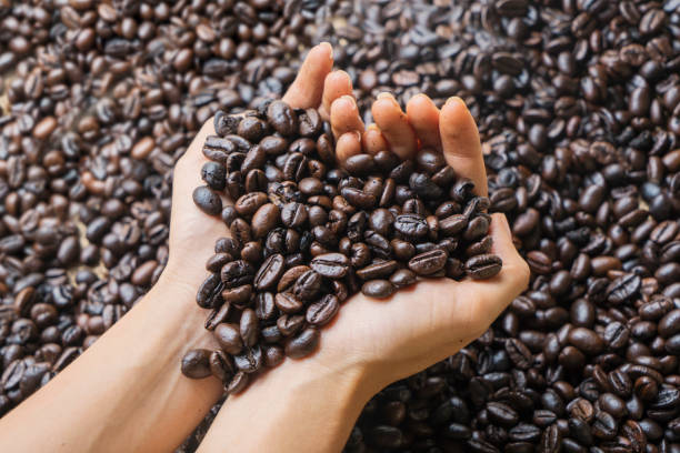 istock Woman hands holding fresh roasted coffee beans 1164104807