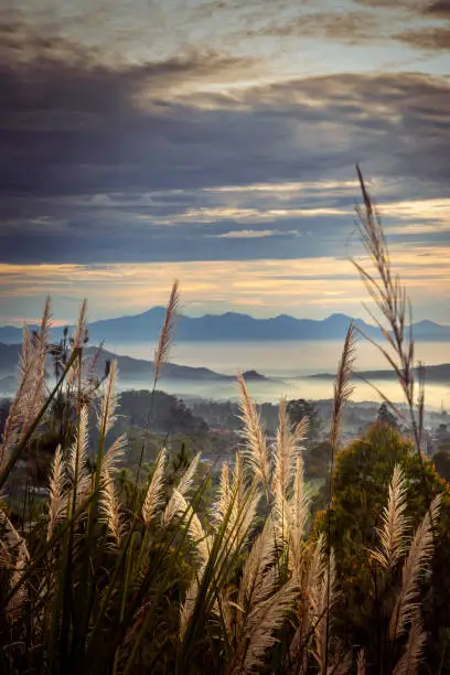 Close up of reed grass with beautiful mountain peak at sunset time