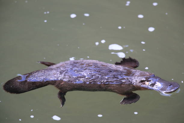a platypus floating in  a creek on the Eungella National Park , Queensland, Australia a platypus floating in  a creek on the Eungella National Park , Queensland, Australia duck billed platypus stock pictures, royalty-free photos & images