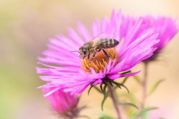 istock Bee on Michaelmas daisy. Beauty pastel natural background. 1164105481