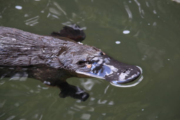 un ornitorrinco flotando en un arroyo en el parque nacional eungella, queensland, australia - ornitorrinco fotografías e imágenes de stock