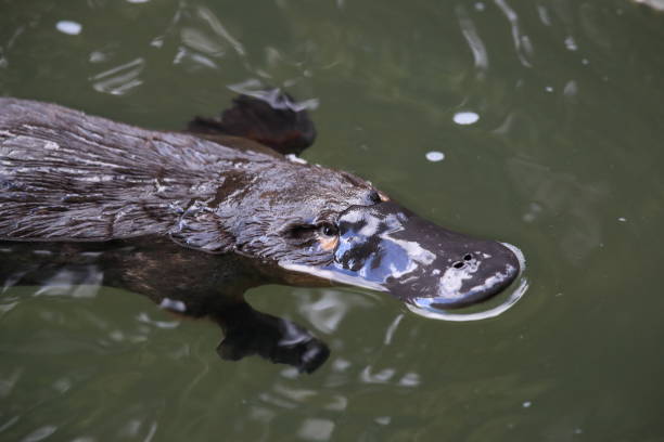 a platypus floating in  a creek on the Eungella National Park , Queensland, Australia a platypus floating in  a creek on the Eungella National Park , Queensland, Australia duck billed platypus stock pictures, royalty-free photos & images