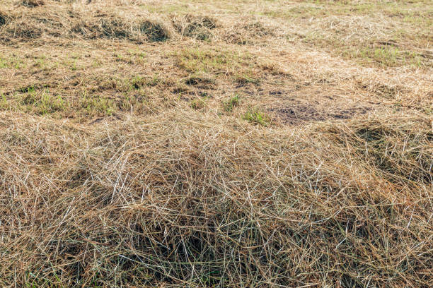 istock Drying grass in rows for the harvesting of hay 1164107072