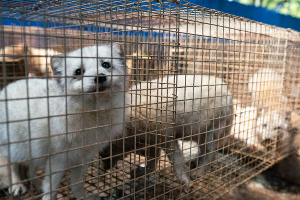 Foxes are raised to sell their furs