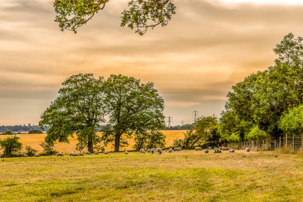 Beech Barn Farm in Enfield