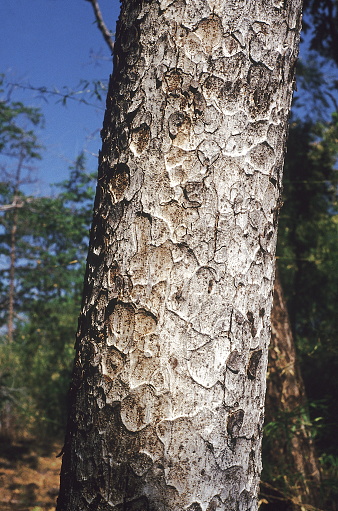 Bark. Odina Wodier. Family: Anacardiaceae. A common deciduous tree from the forests of peninsular India. The gum is used for sizing paper.