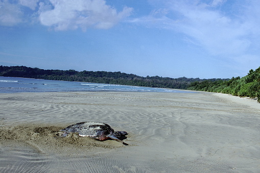 A Giant Leatherback Turtle laying its eggs on a secluded beach on the Great Nicobar Islands.