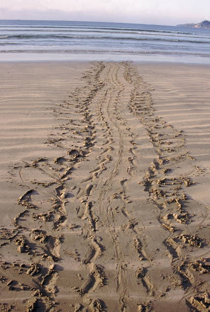 istock The distinct broad tracks made by the Giant Leatherback Turtle have earned it the nickname 'Tractor Kachua' (Tractor Turtle) in the Andaman Islands. 1164109798