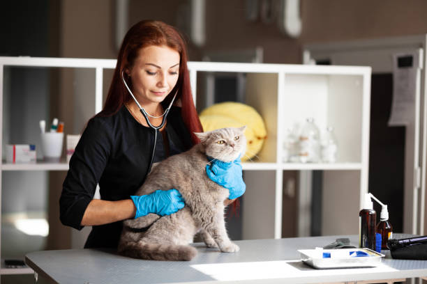 smiling woman veterinarian examines cat. animal health - vet domestic cat veterinary medicine stethoscope imagens e fotografias de stock