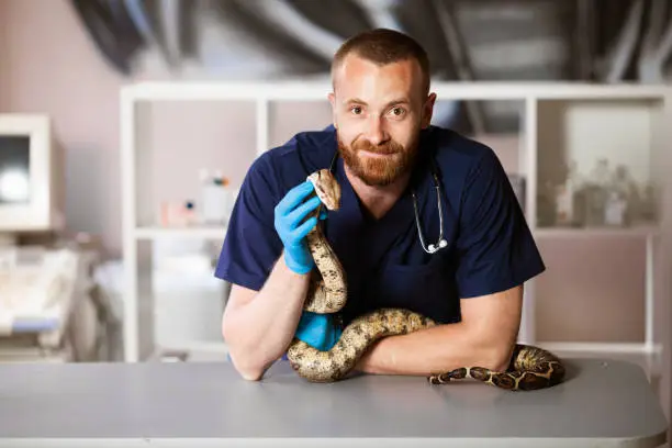 Photo of Veterinarian holds snake in hands. Exotic pet on inspection