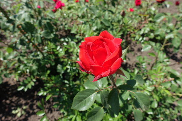 istock Single red flower of garden rose in May 1164111456
