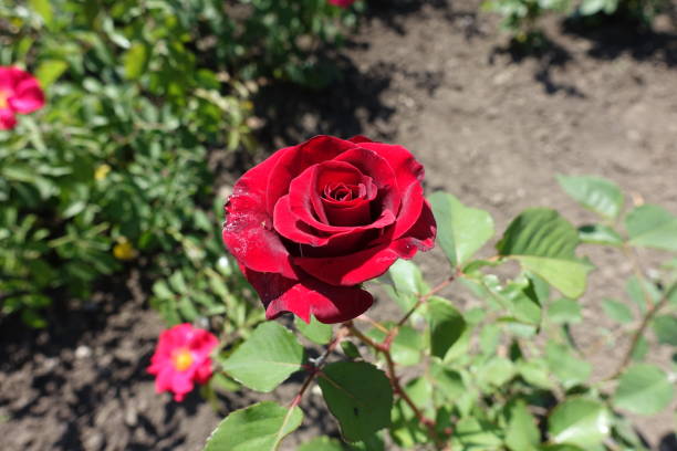 istock Garden rose with dark red flower in May 1164111505