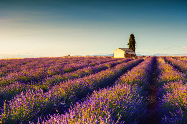 istock Lavender fields landscape in Provence, France. 1164111544