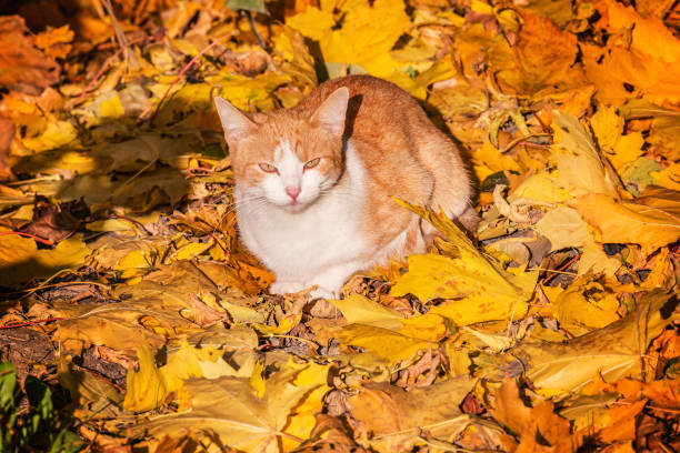 istock Cat on the yellow maple leaves. 1164112606