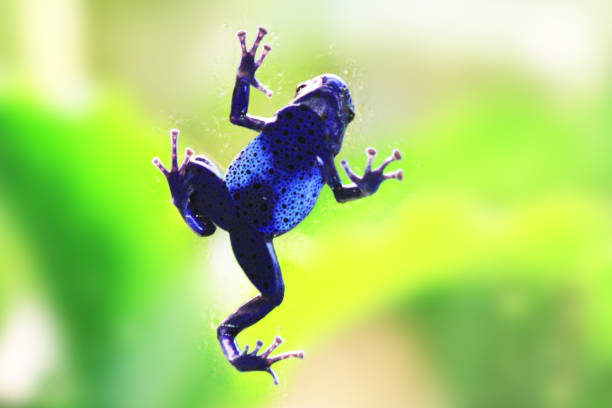 Blue poison-dart frog (Dendrobates tinctorius azureus) Blue poison-dart frog (Dendrobates tinctorius azureus) on the blue background blue poison dart frog dendrobates tinctorius azureus stock pictures, royalty-free photos & images