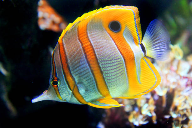istock Copperband butterflyfish from the red sea 1164113010