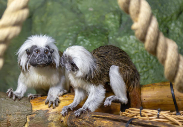 istock Black and white colobus monkeys (Colobus guereza), closeup 1164113935