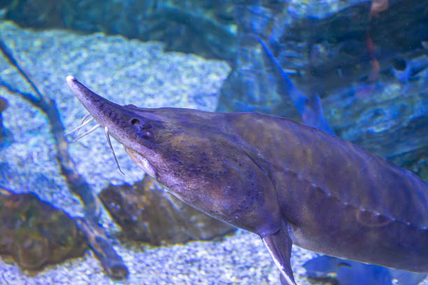 istock Wild fish in a huge beautiful aquarium 1164113936