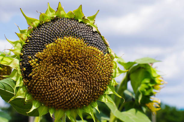 istock ripe sunflower head close up against a blue sky 1164115936