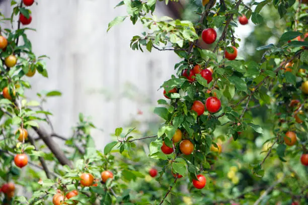 Photo of Ripe red plums Prunus cerasifera hanging on the trees