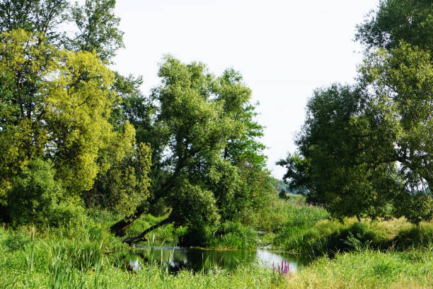 istock Forest River flowing from Belovezhskaya Pushcha. Unesco heritage 1164116629