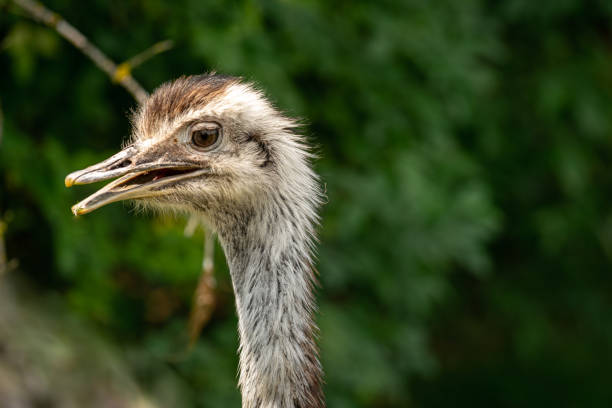 istock portrait of an ostrich 1164120060