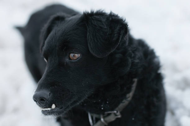 istock Playful Black Dog in Snow 1164121474