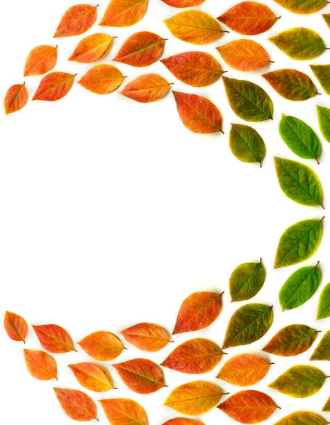 Multicolored dry autumn leaves on white background. Autumn concept. Top view, flat lay, copy space for text.