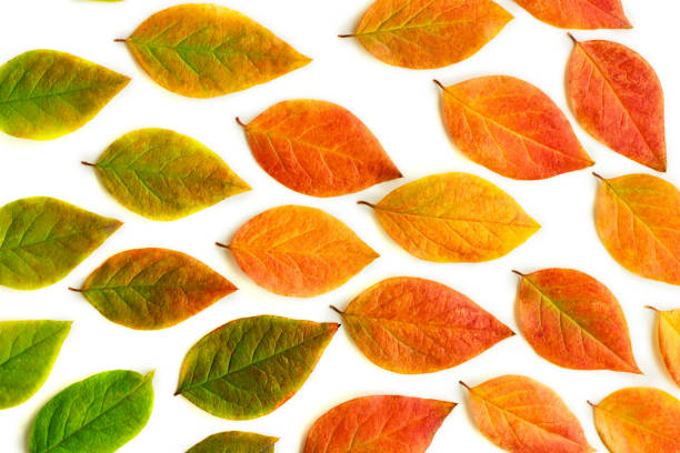 istock Multicolored dry autumn leaves on white background. 1164121670