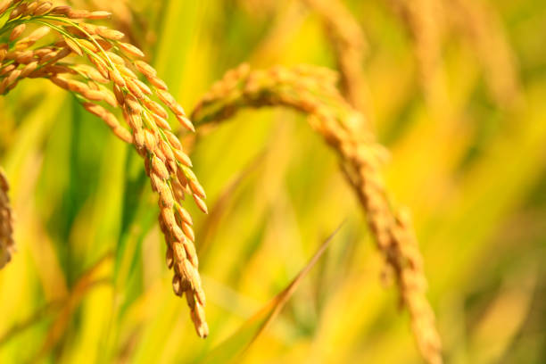 istock Mature rice in rice field, under the blue sky white clouds 1164122302